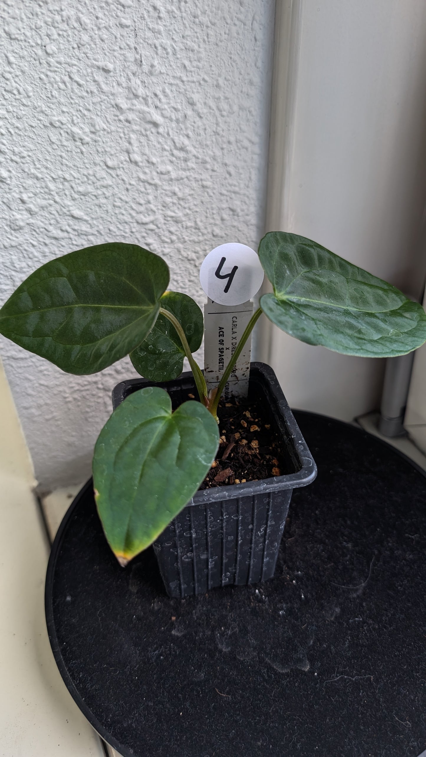 Anthurium (Carlablackiae x Dressleri Rio Guanche) X 'Ace of Spagetii'