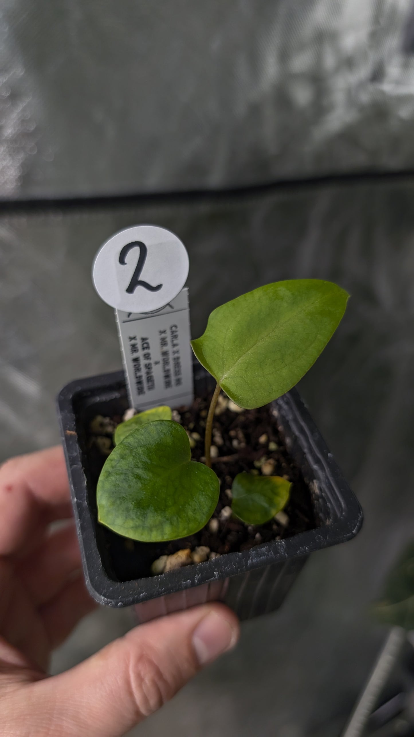 Anthurium [Carlablackiae x Dressleri Rio Guanche x Mr. Worldwide] x [Ace of Spagetii x Mr Worldwide]