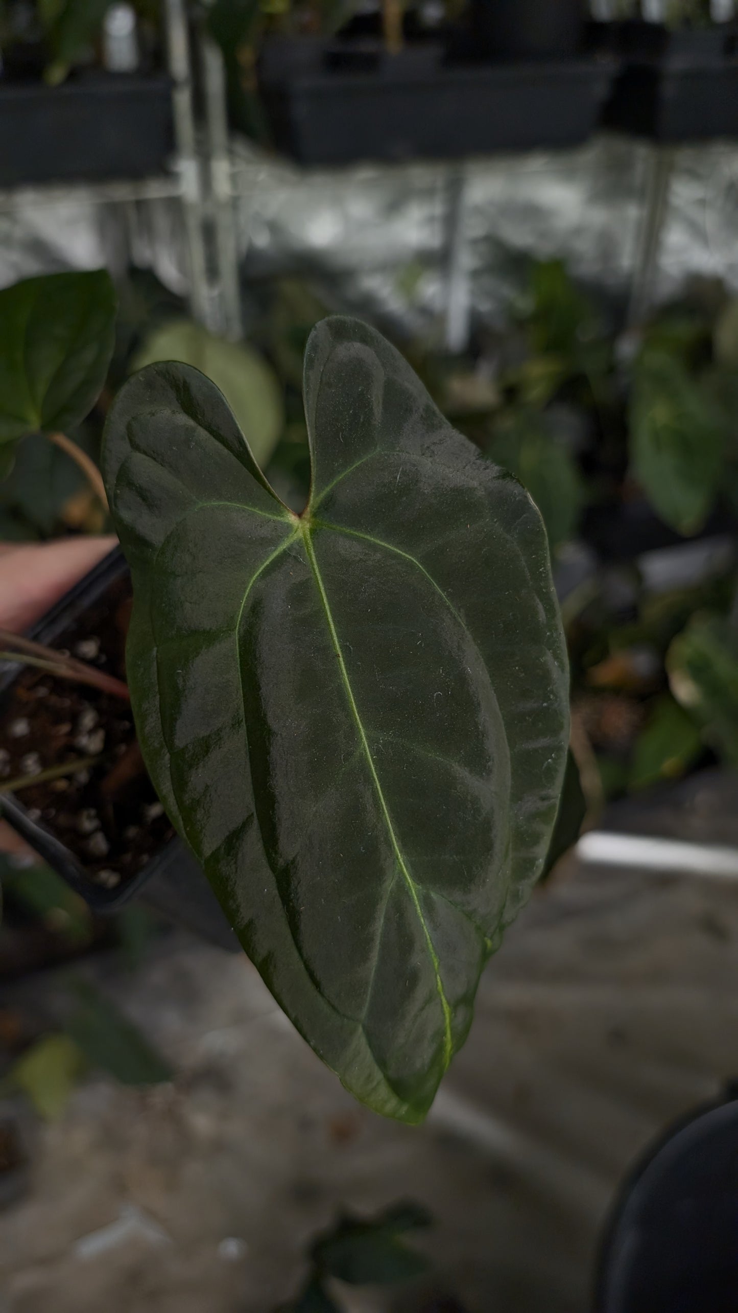 Anthurium Besseae aff 'Black Pillow' x Papillilaminum 'Fort Sherman'