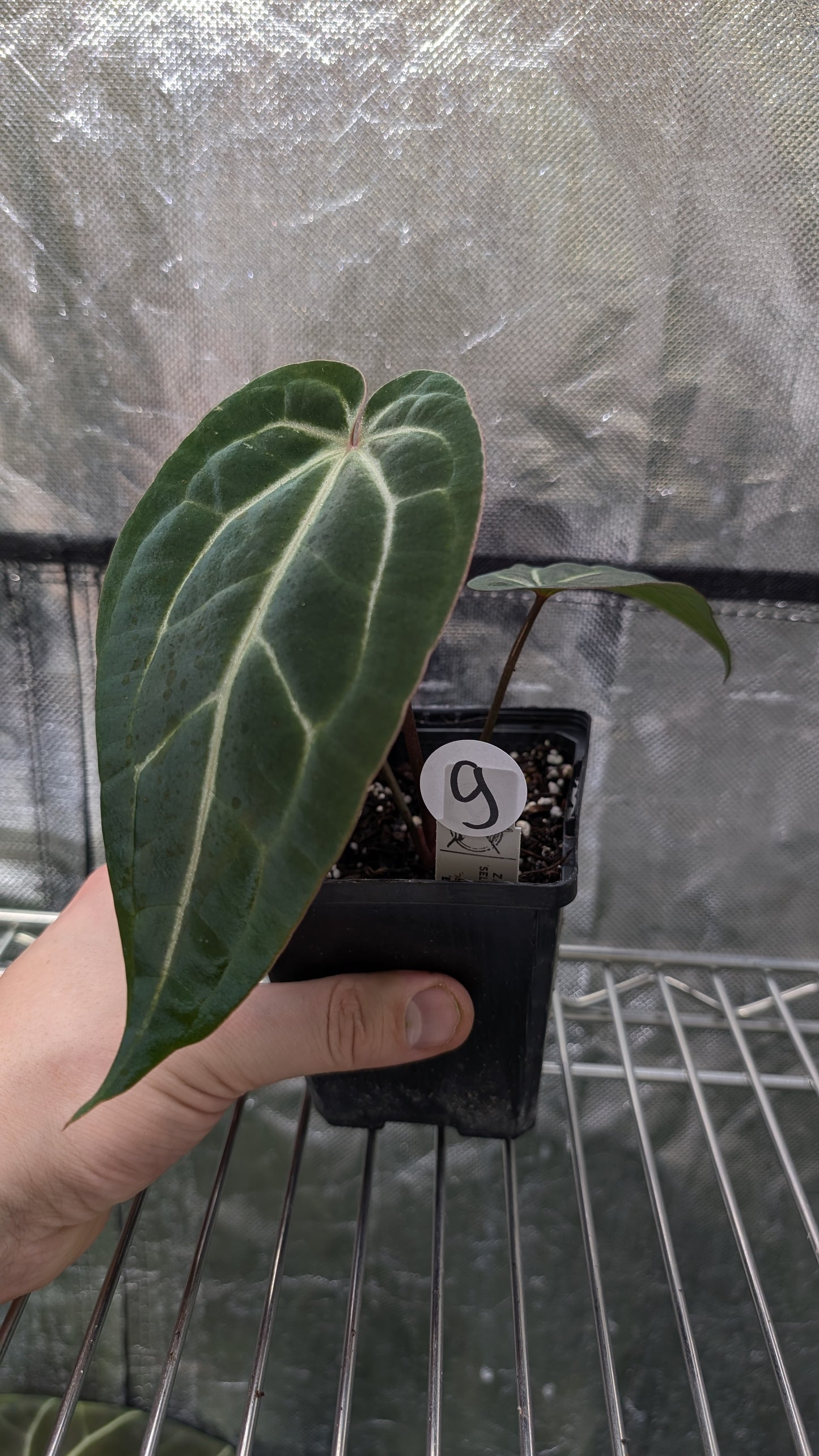 Anthurium Doc Block Zara x Michelle 'Selected Dark Form' x Besseae aff. 'Black Pillow'