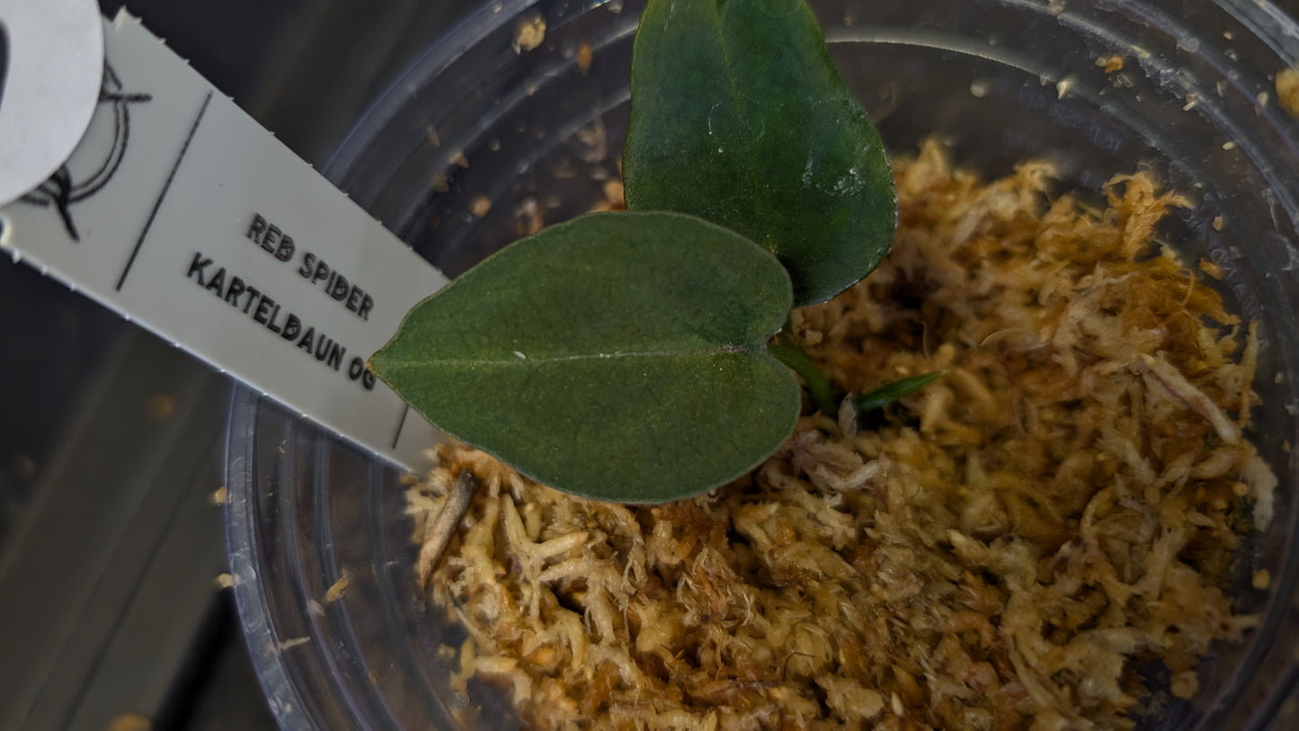 Anthurium Red Spider CLONE