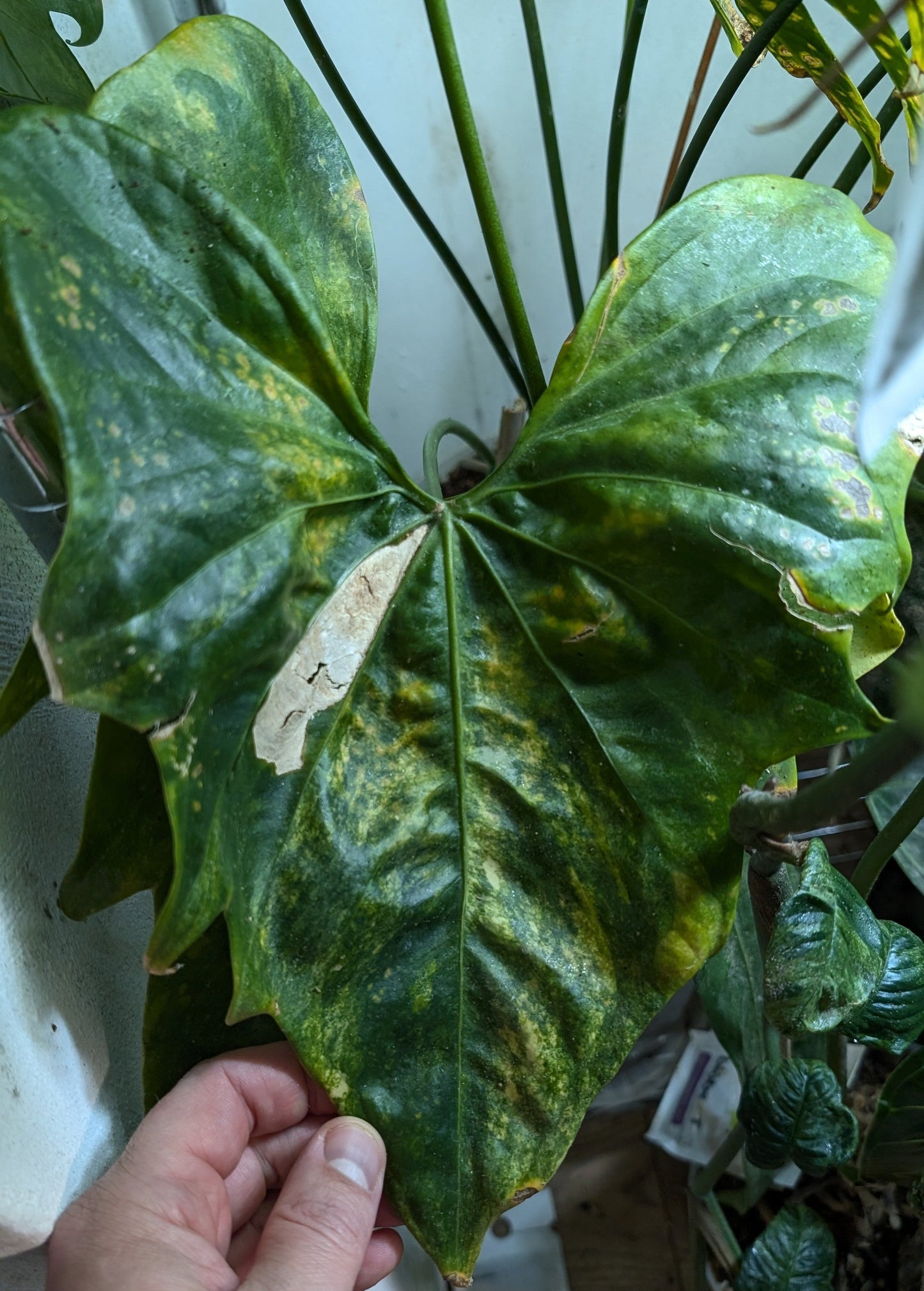 Anthurium Pterodactyl x self