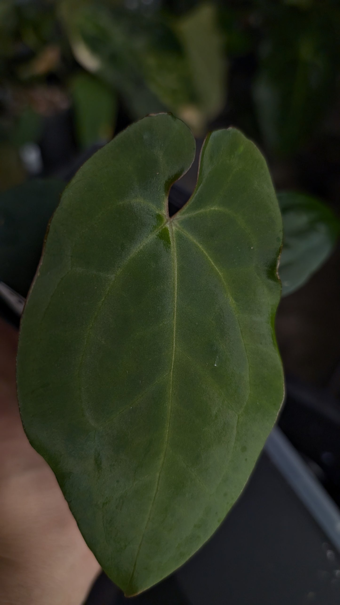 Anthurium [Besseae aff. x Forgetii dark] x BVEP Round x Felix