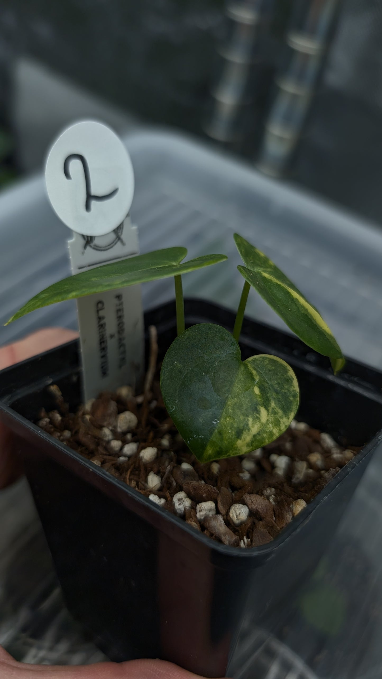 *Variegated* Anthurium Pterodactyl variegata x Clarinervium (or x self)