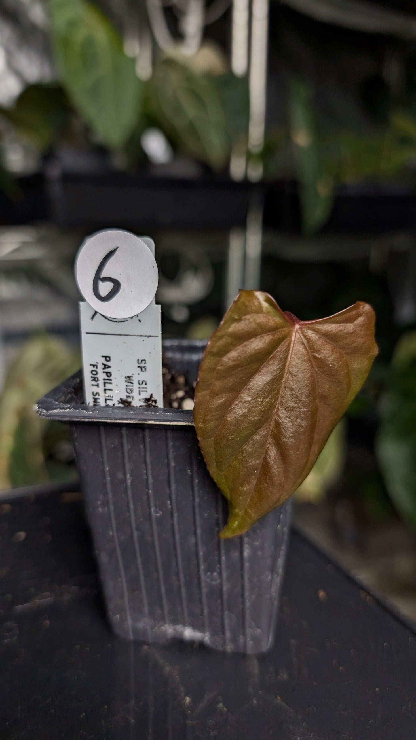 Anthurium 'Green Slate'