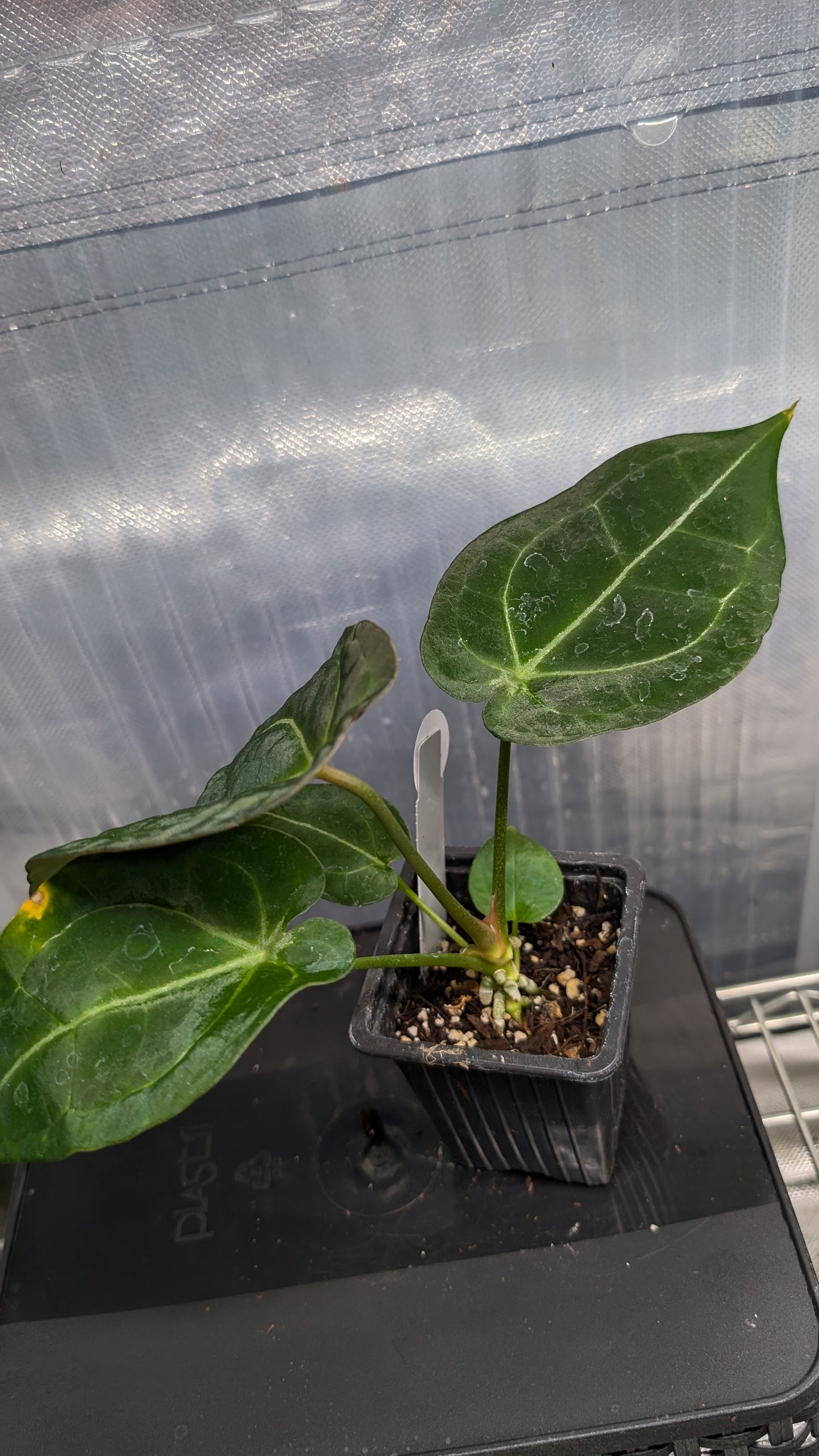 Anthurium Doc Block Zara x Michelle 'selected dark form' x Forgetii Dark