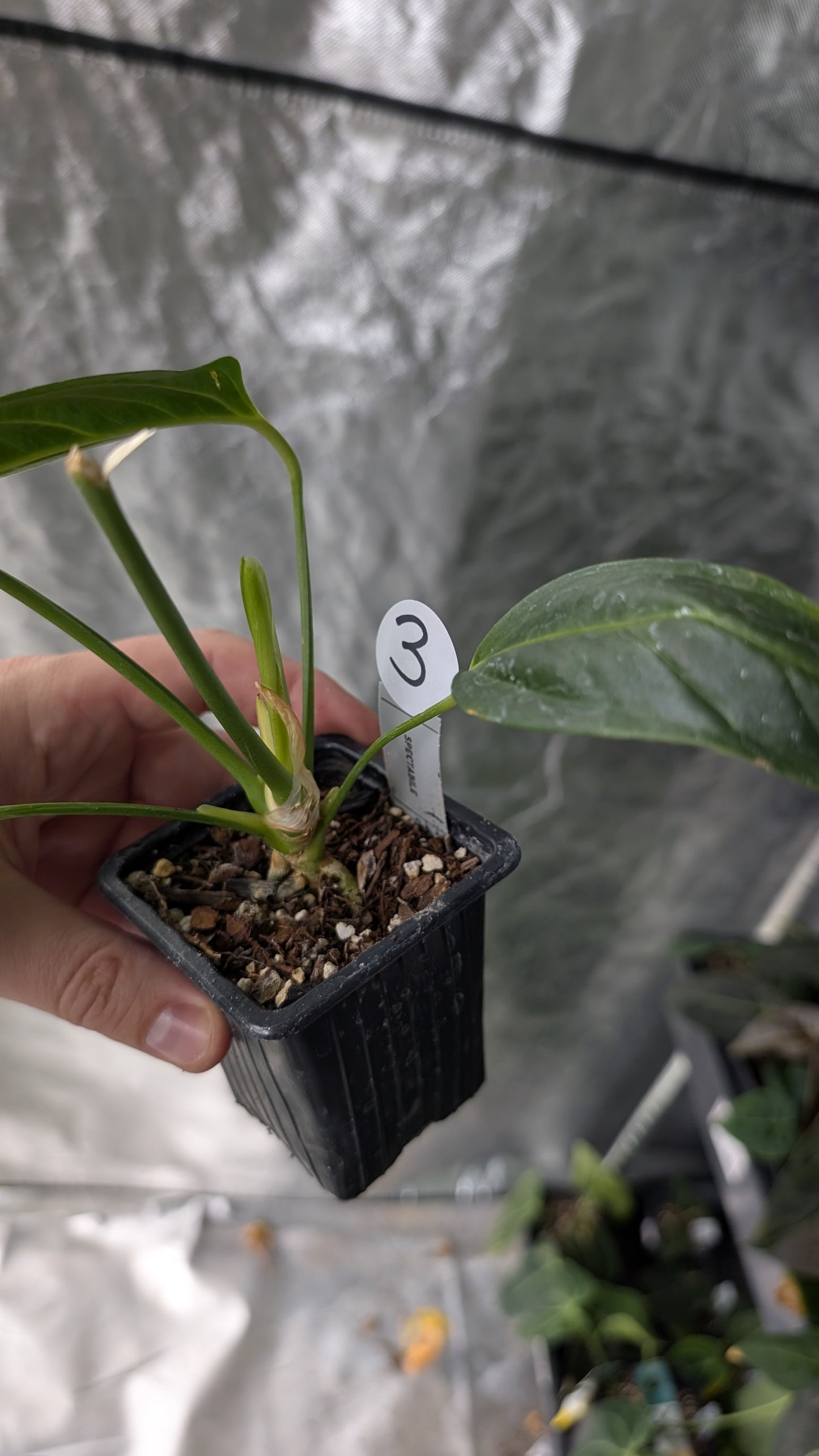 Anthurium Spectabile