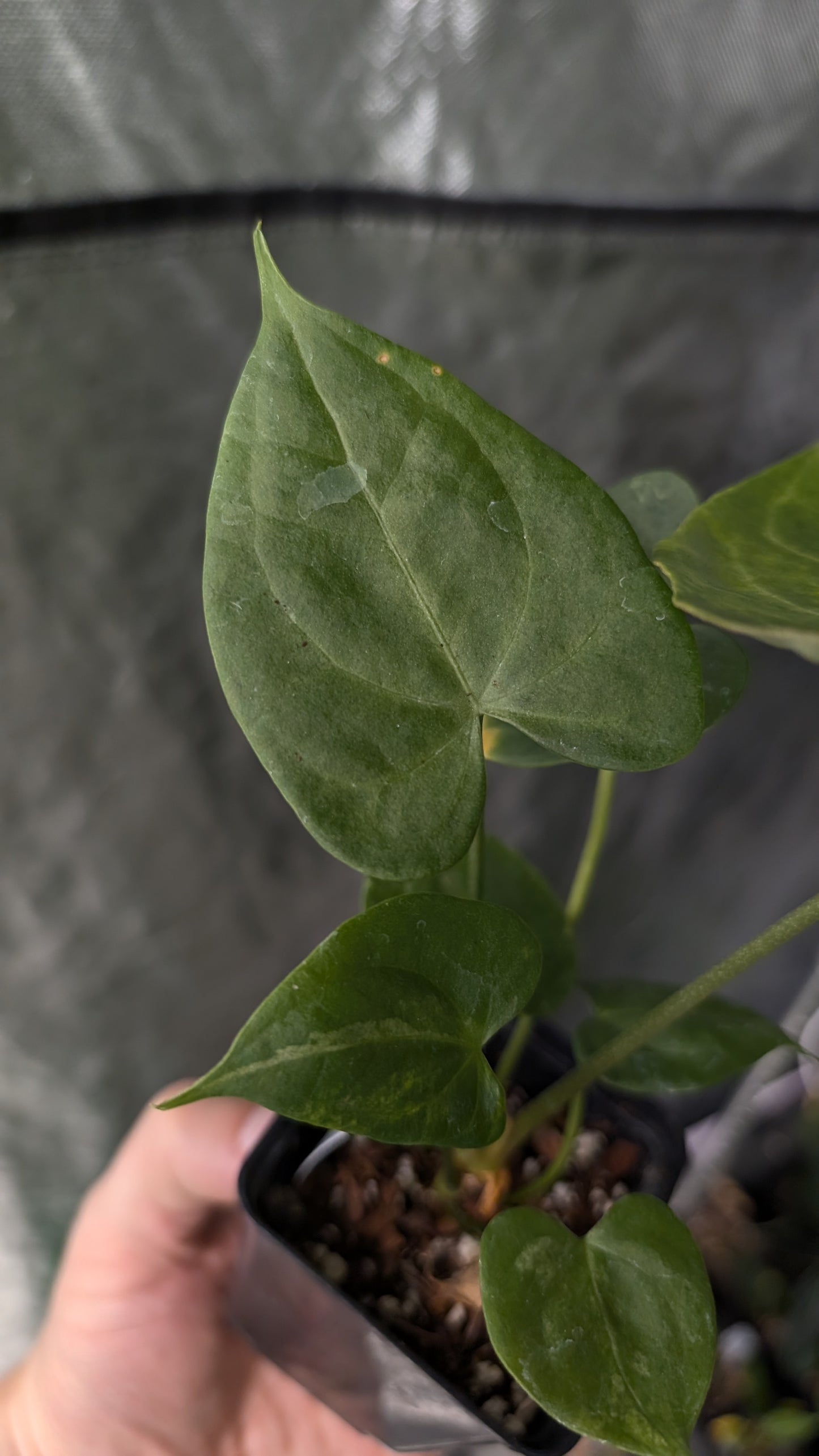 Variegated Anthurium Pterodactyl variegata x Clarinervium