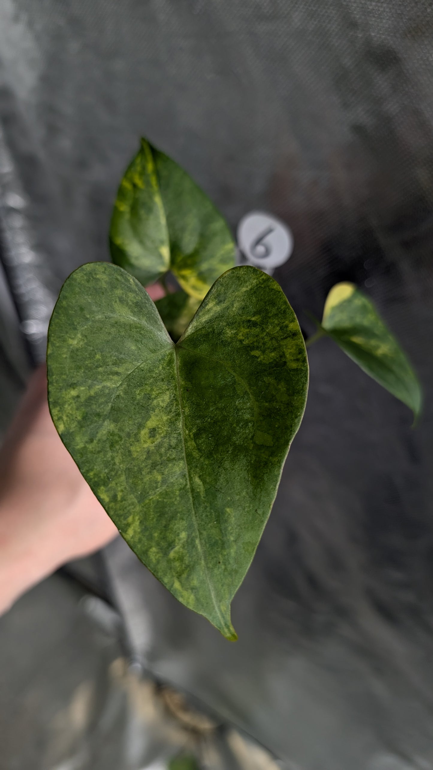 *Variegated* Anthurium Pterodactyl variegata x Clarinervium (or x self)