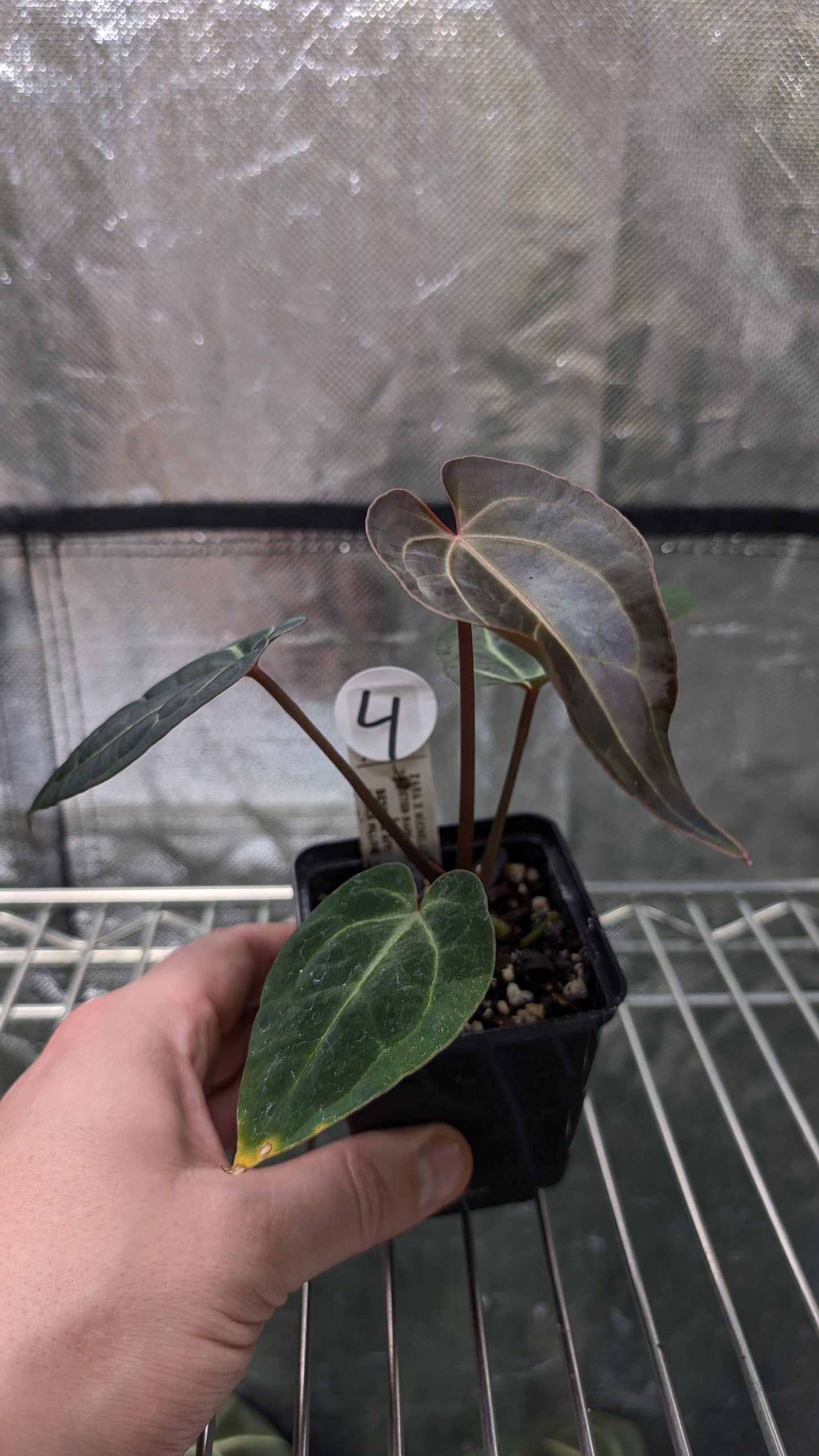 Anthurium Doc Block Zara x Michelle 'Selected Dark Form' x Besseae aff. 'Black Pillow'